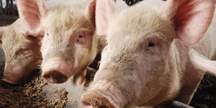nutricion-animal